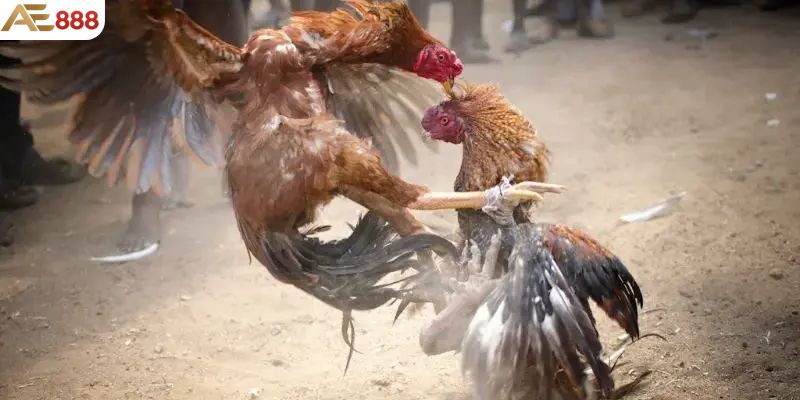 Theo dõi lịch sử đá gà